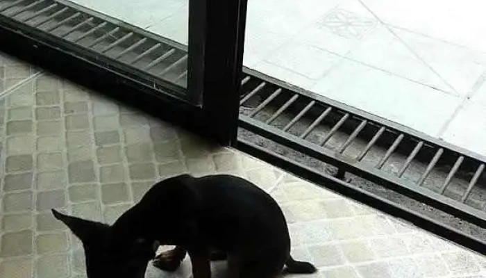 Panaderia San Antonio Videos - Mercedes