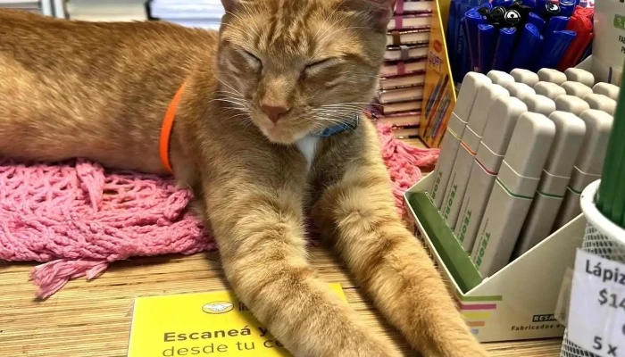 Papeleria El Aljibe Del Propietario - Ciudad de la Costa