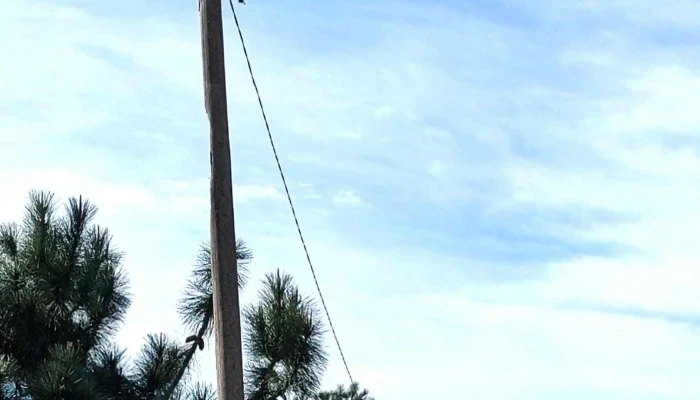 Parada 8 -  Comentario 1 - La Paloma