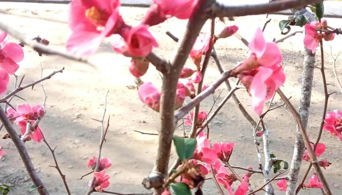 Parque Batlle -  Comentario 7 - Tacuarembó