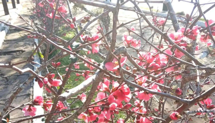 Parque Batlle -  Comentario 8 - Tacuarembó