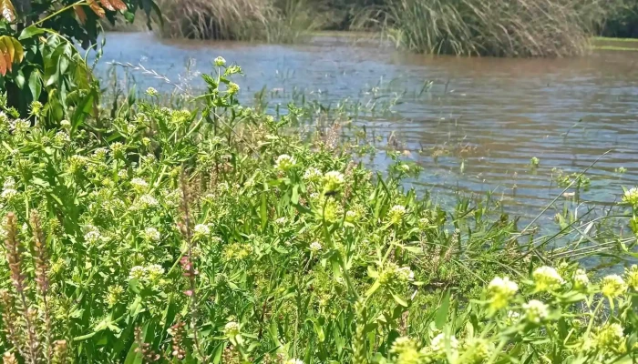 Parque Gral Fructuoso Rivera Comentario 2 - Bella Unión