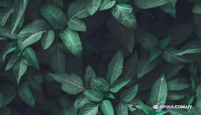 Patio 679 -  Del Propietario - Mercedes