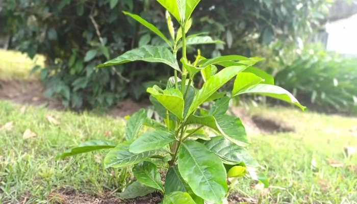 Patio Almacen De Plantas Horario - Las Toscas