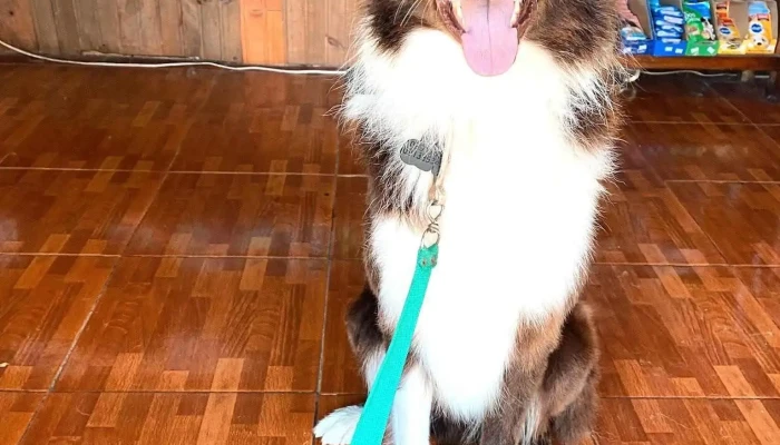 Peluquería y Pet shop ChesyChel - George Washington