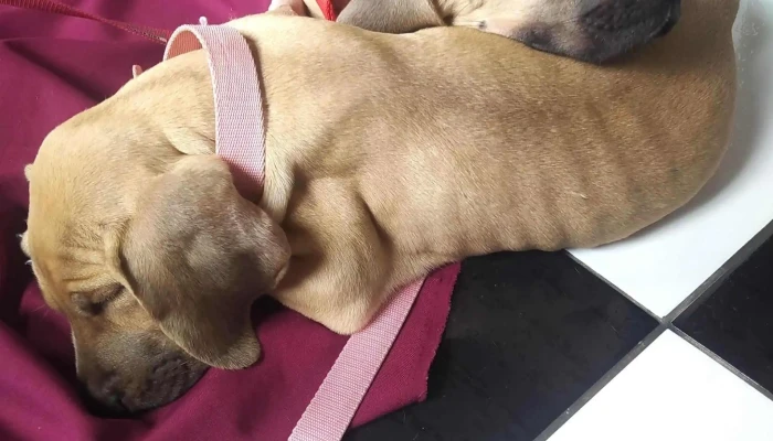 Perro Verde -  Abierto Ahora - Paysand&uacute;