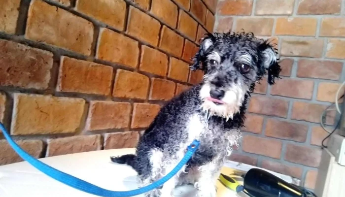 Perruqueria Tití - 15500 Joaquín Suárez