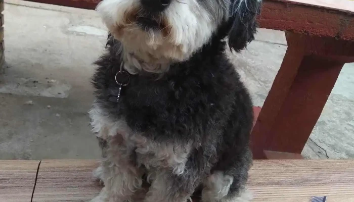 Perruqueria Tití - 15500 Joaquín Suárez