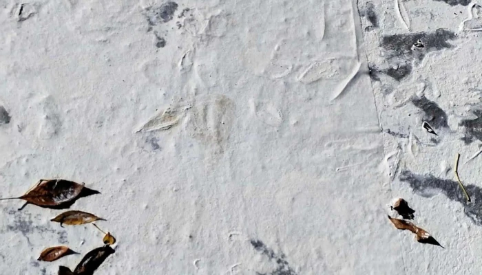 Pf Mobiliario -  Ubicacion - Montevideo