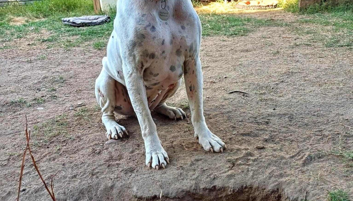 Pg servicios veterinario - 15000 Ciudad De La Costa