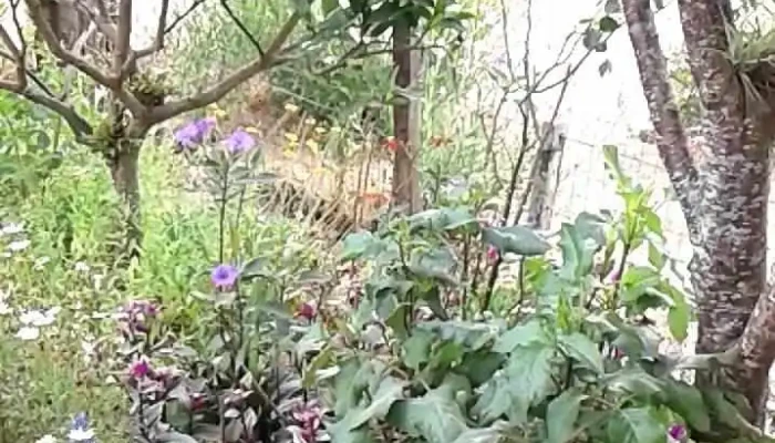 Piedras Blancas -  Videos - Montevideo