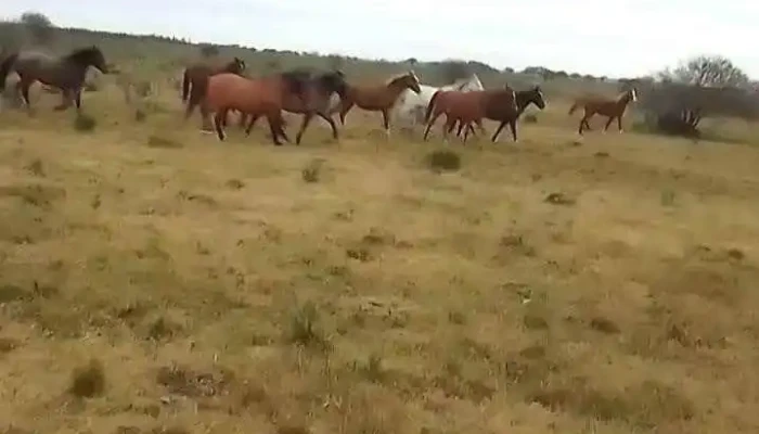 Piedras Coloradas -  Videos - Piedras Coloradas