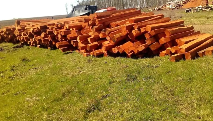 Pintadito -  Todo - Departamento de Artigas