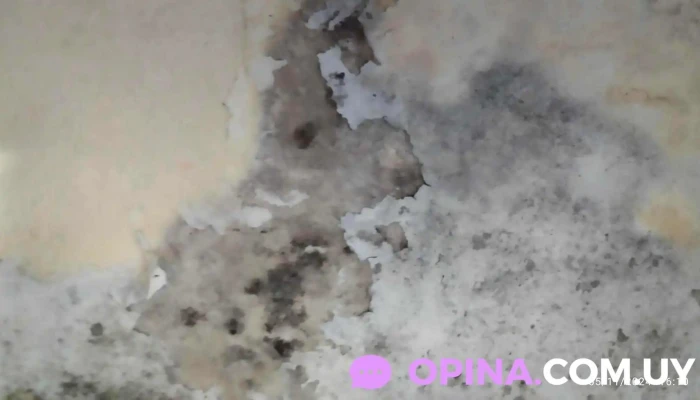 Pintores -  Ubicacion - San Carlos