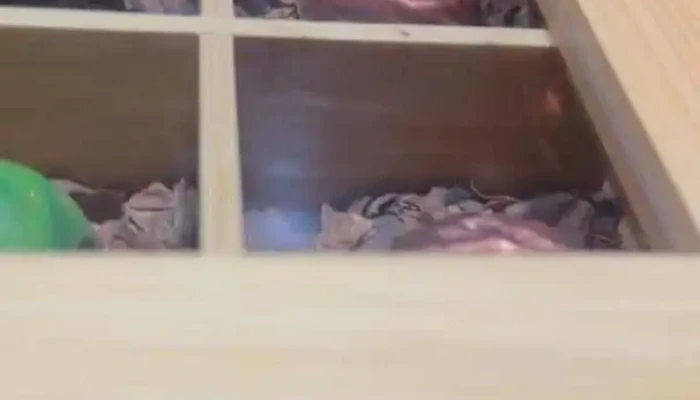 Pistatxofusion Del Propietario - Montevideo