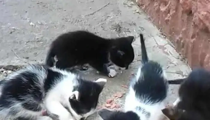 Pizzeria Lo De Luis -  Videos - Sarandí del Yí