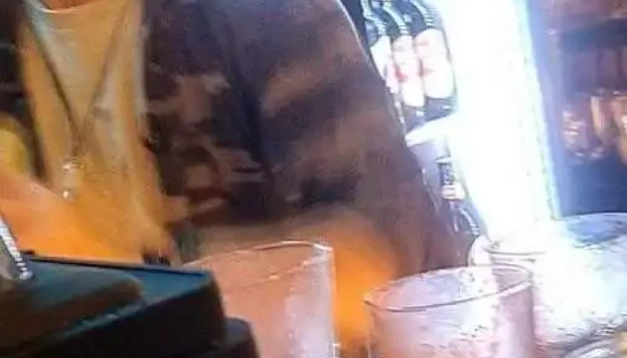 Pizzeria Old Cat Videos - Canelones