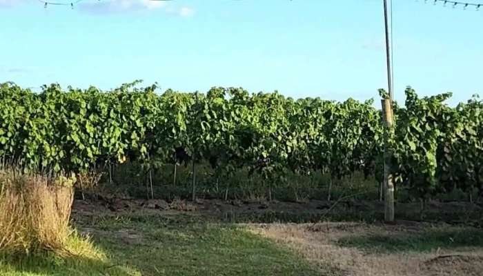 Pizzorno Lodge Wine De Los Visitantes - Montevideo