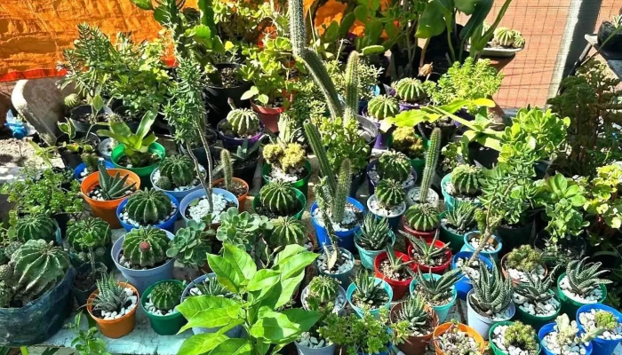 Plantas Moni - 15700 Toledo