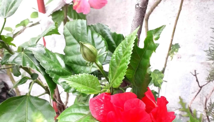 Plaza Artigas Mercedes -  Comentario 5 - Mercedes