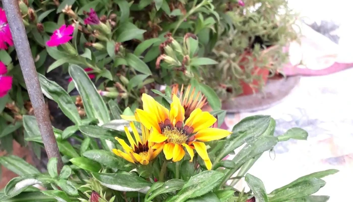 Plaza Artigas Mercedes -  Comentario 6 - Mercedes