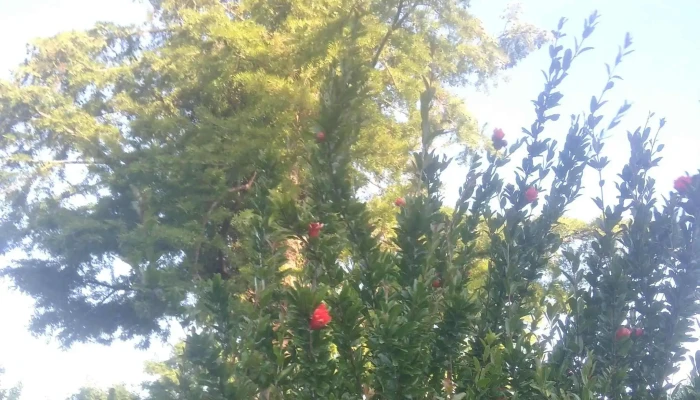 Plaza Barrio Rodriguez Barrios Comentario 1 - San Carlos