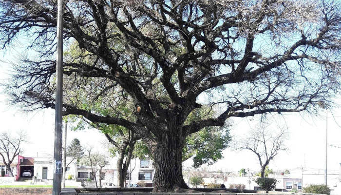 Plaza Bella Vista -  Donde - Paysand&uacute;