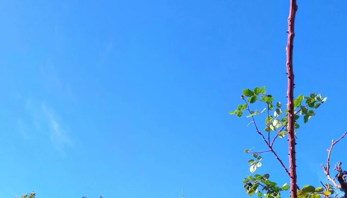 Plaza Constitucion Comentario 1 - Fray Bentos