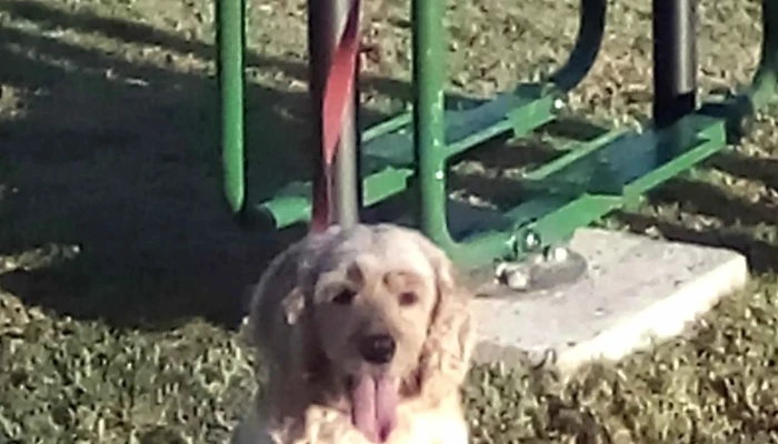 Plaza Diego Pons -  Comentario 2 - Joaquín Suárez