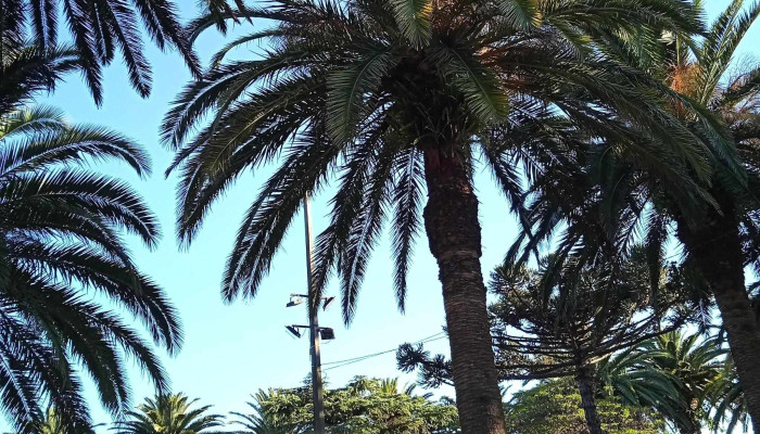 Plaza Diego Pons -  Comentario 3 - Joaquín Suárez