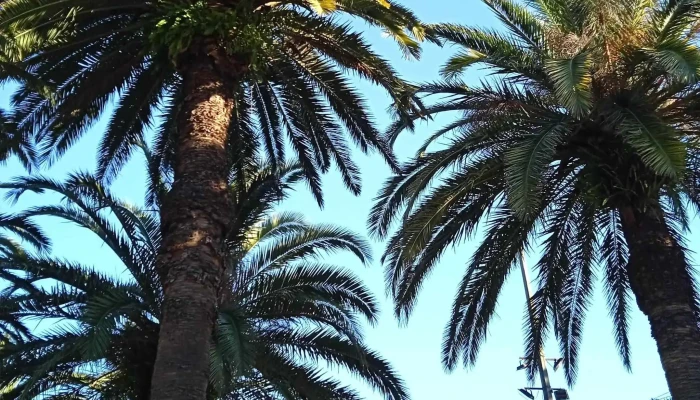 Plaza Diego Pons -  Comentario 5 - Joaquín Suárez