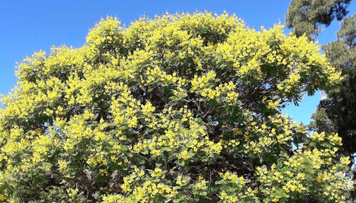Plaza Independencia -  Comentario 9 - San José de Mayo