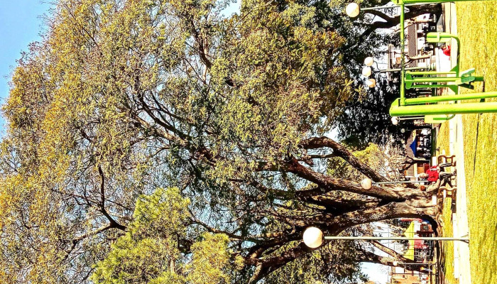 Plaza Rivera -  Comentario 10 - Mercedes