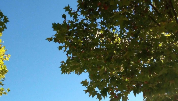 Plaza San Jacinto Canelones Uruguay Comentario 2 - San Jacinto