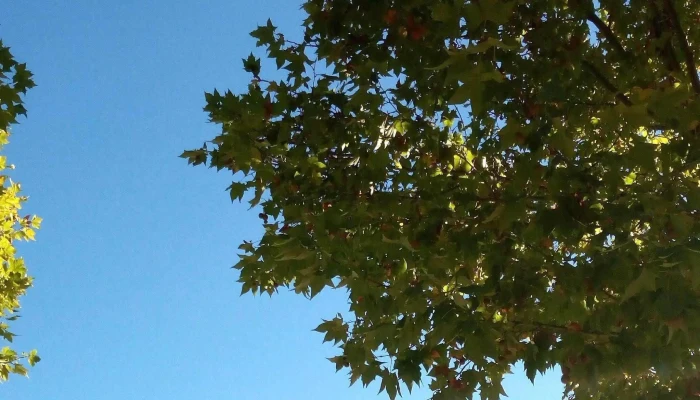 Plaza San Jacinto Canelones Uruguay Sitio Web - San Jacinto