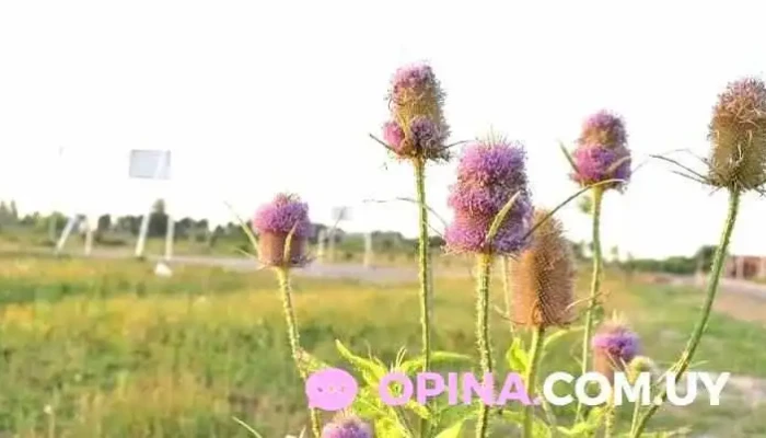 Plaza Vista Linda -  Todo - Montevideo