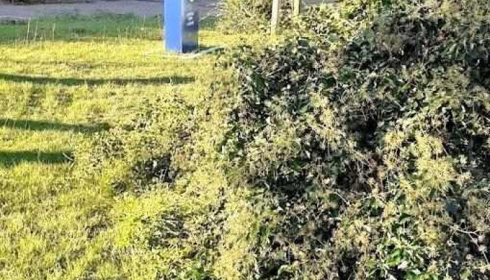 Policlinica Casmu La Floresta - La Floresta