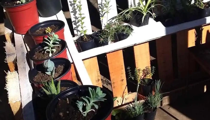 Por Una Nueva Flor -  Donde - Guichón