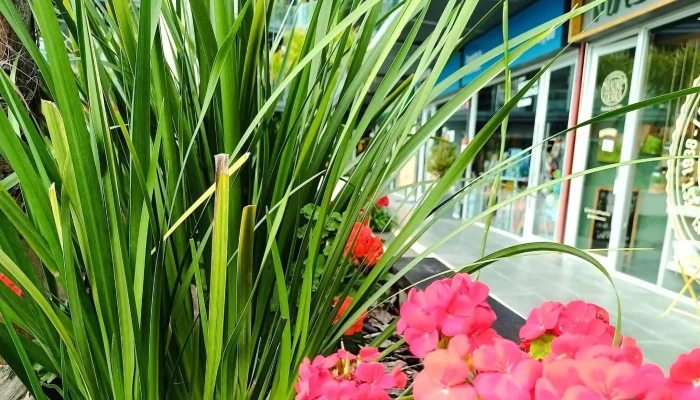 Portal Americas Comentarios - Barra de Carrasco