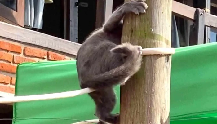 Posada Hostel La Casa De La Luna -  Videos - Punta Rubia