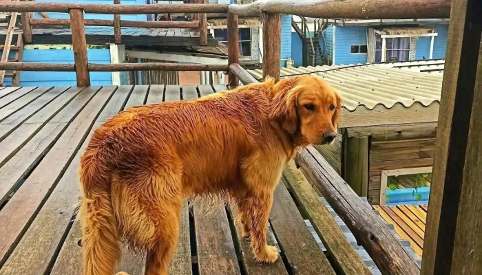 Posadas Viejo Blanco -  Mas Recientes - Punta del Diablo