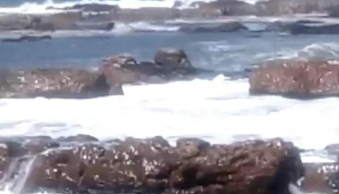 Posta De Arachania -  Videos - Arachania