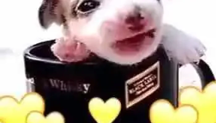 Posto Ipiranga -  Videos - Chui