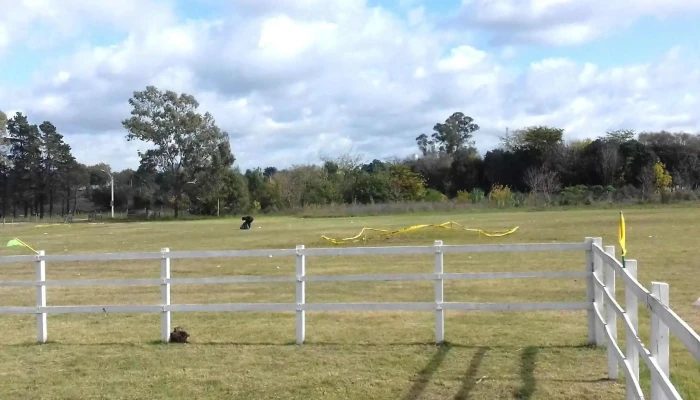 Predio Sauce A Caballo -  Numero - Sauce