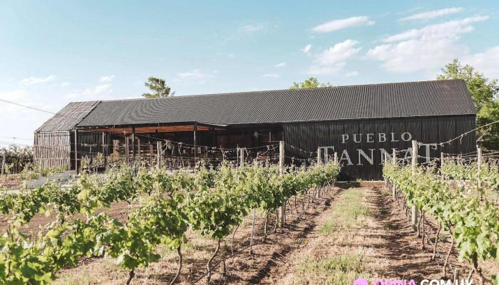 Pueblo Tannat -  Del Propietario - Carmelo