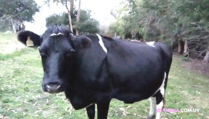 Puntas De Pan De Azucar -  Todo - Departamento de Maldonado
