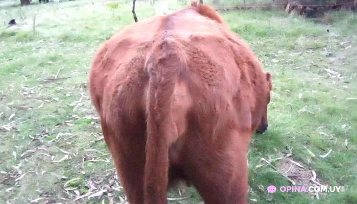 Puntas De Pan De Azucar -  Videos - Departamento de Maldonado