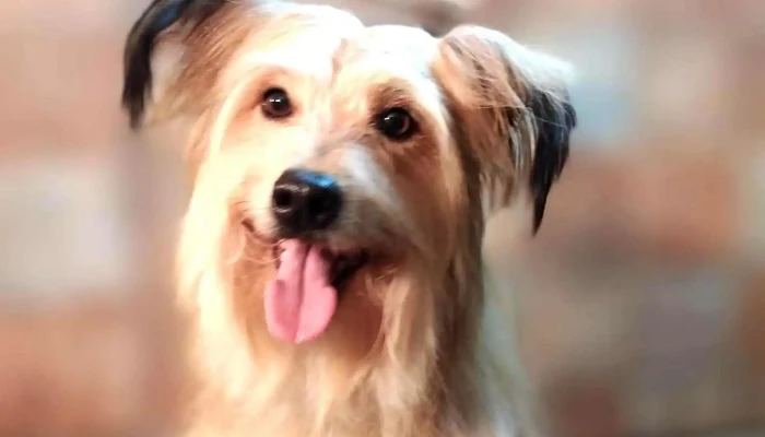 PuntoVet 8 (Los Teros) - Zapicán 2892