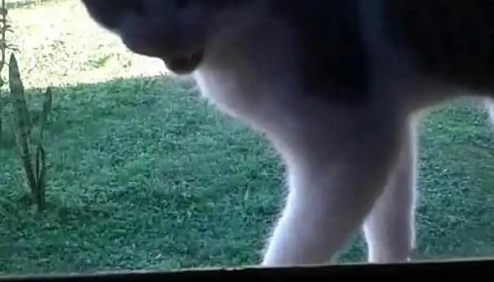 Quentinha Da Hora Marmitaria -  Videos - Chui