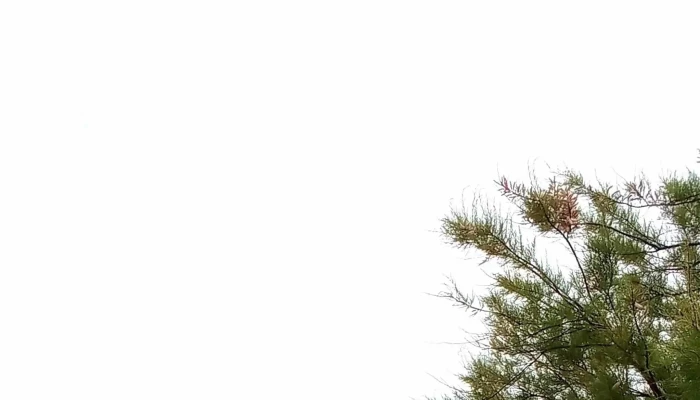 Rambla De Malvin Comentario 11 - Montevideo